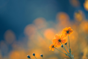 夏威夷的特色介绍